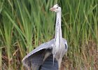 frieda 144  Bloureier -Grey Heron Word altyd by water gesien : frieda